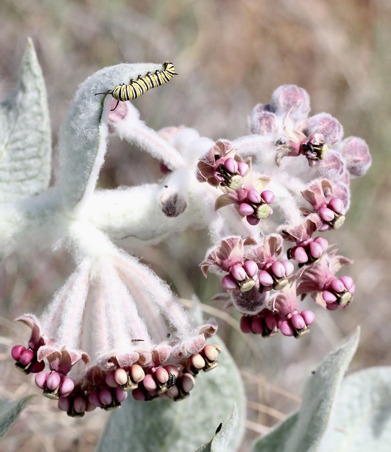 California Milkweed photo 6