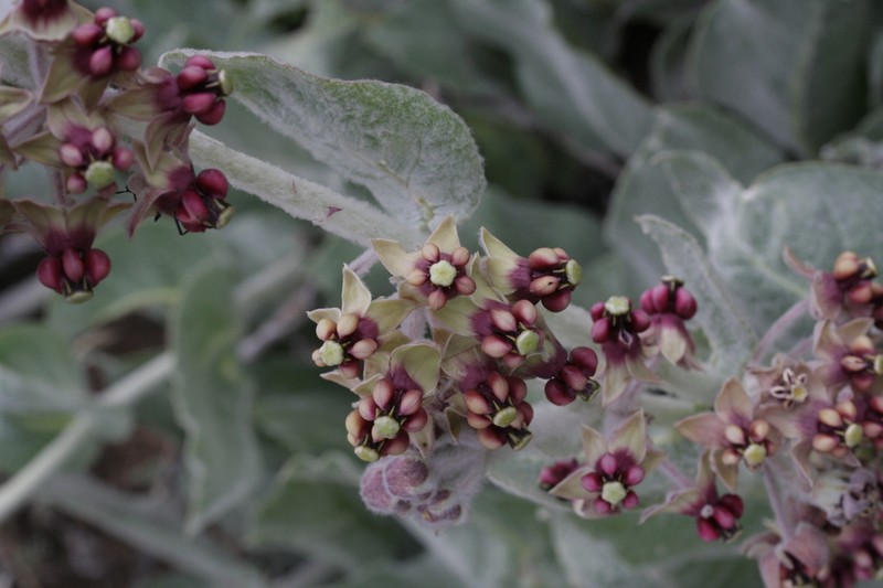 California Milkweed photo 7