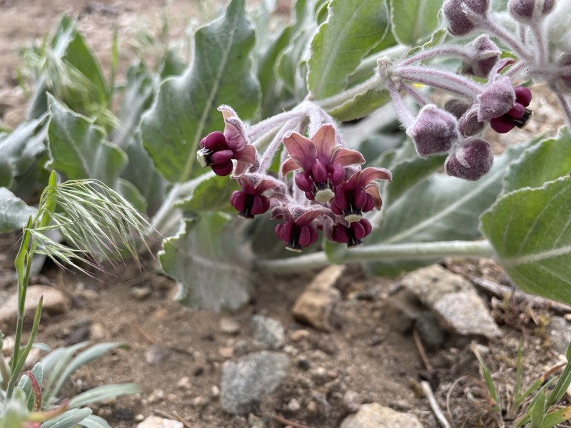 Asclepias californica subsp. californica