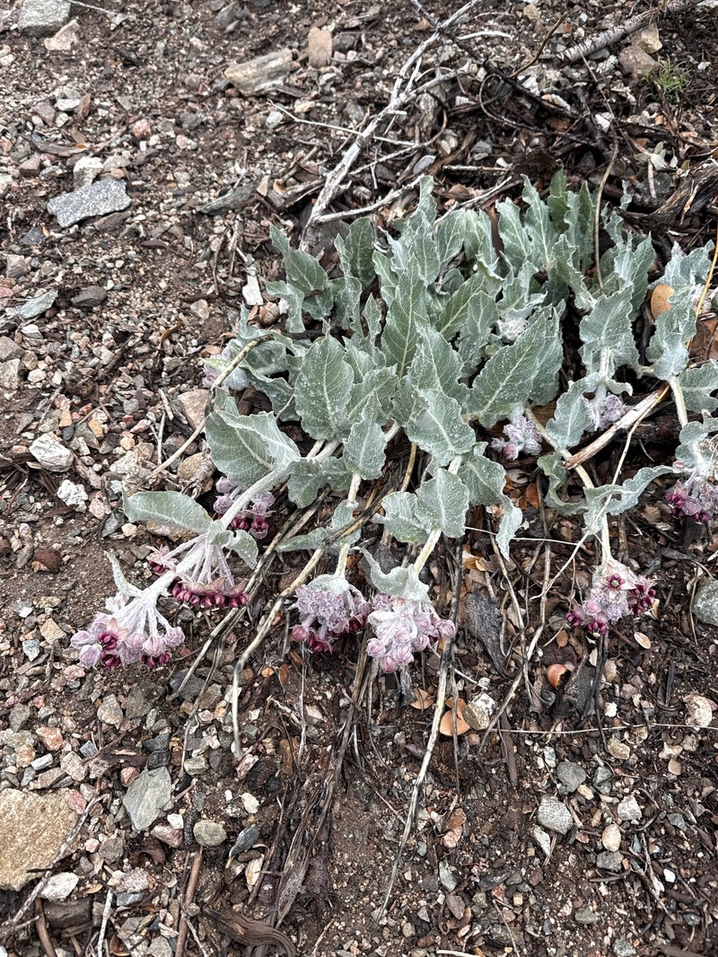 Asclepias californica subsp. californica photo 2