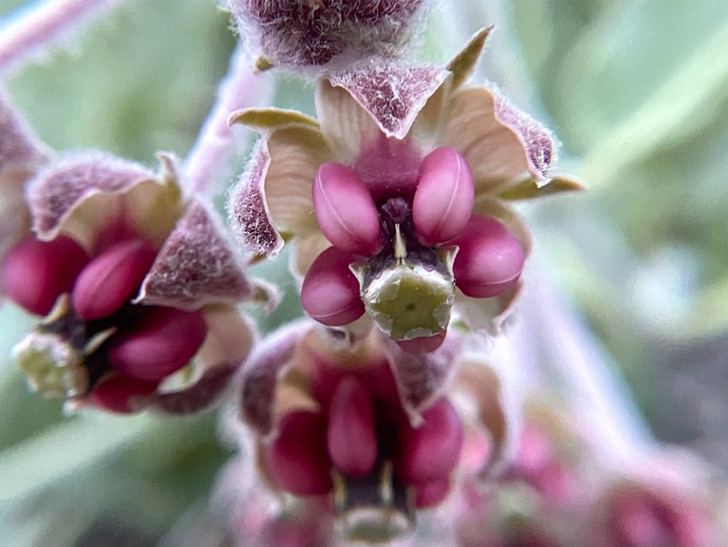 Asclepias californica subsp. californica photo 4