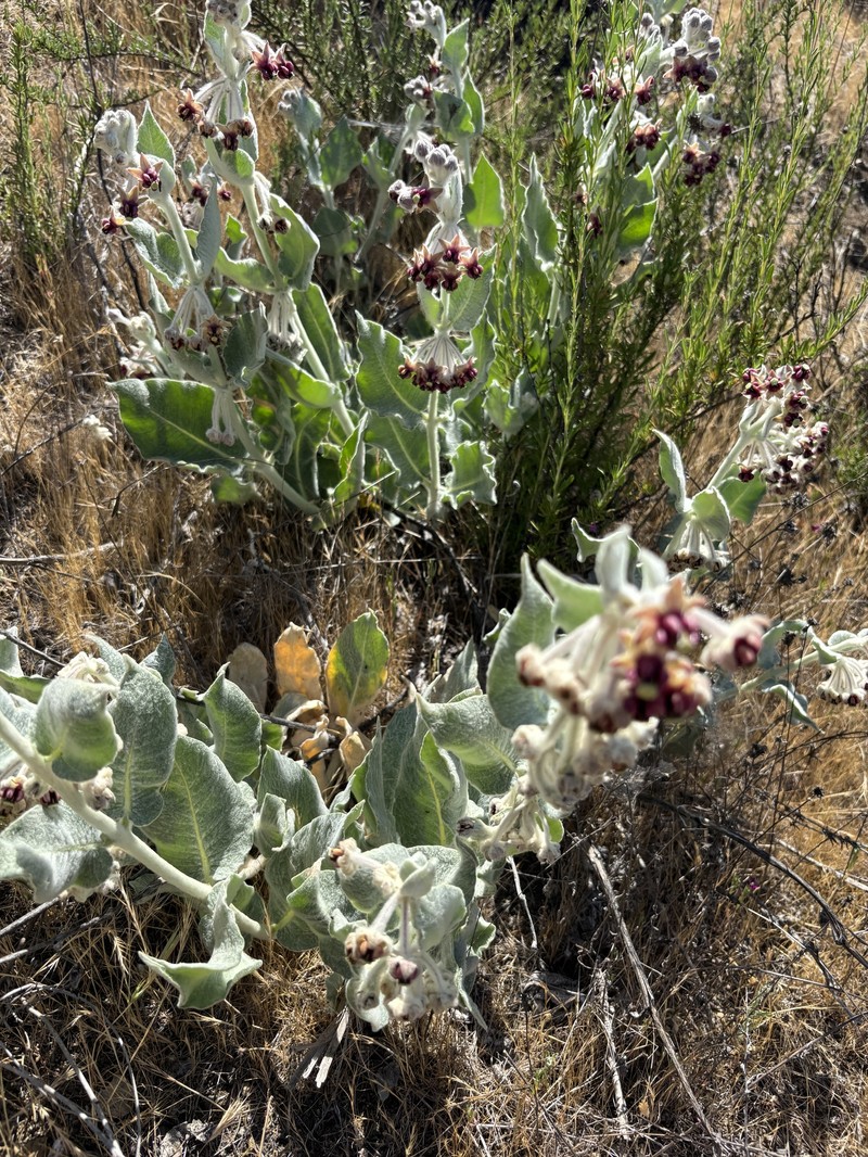 Asclepias californica subsp. californica photo 5