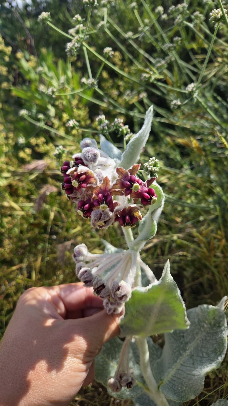 Asclepias californica subsp. californica photo 6
