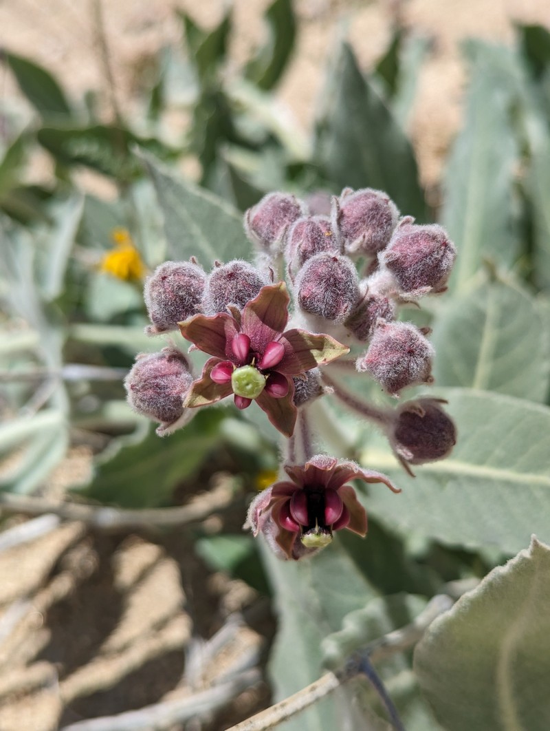 Asclepias californica subsp. californica photo 8