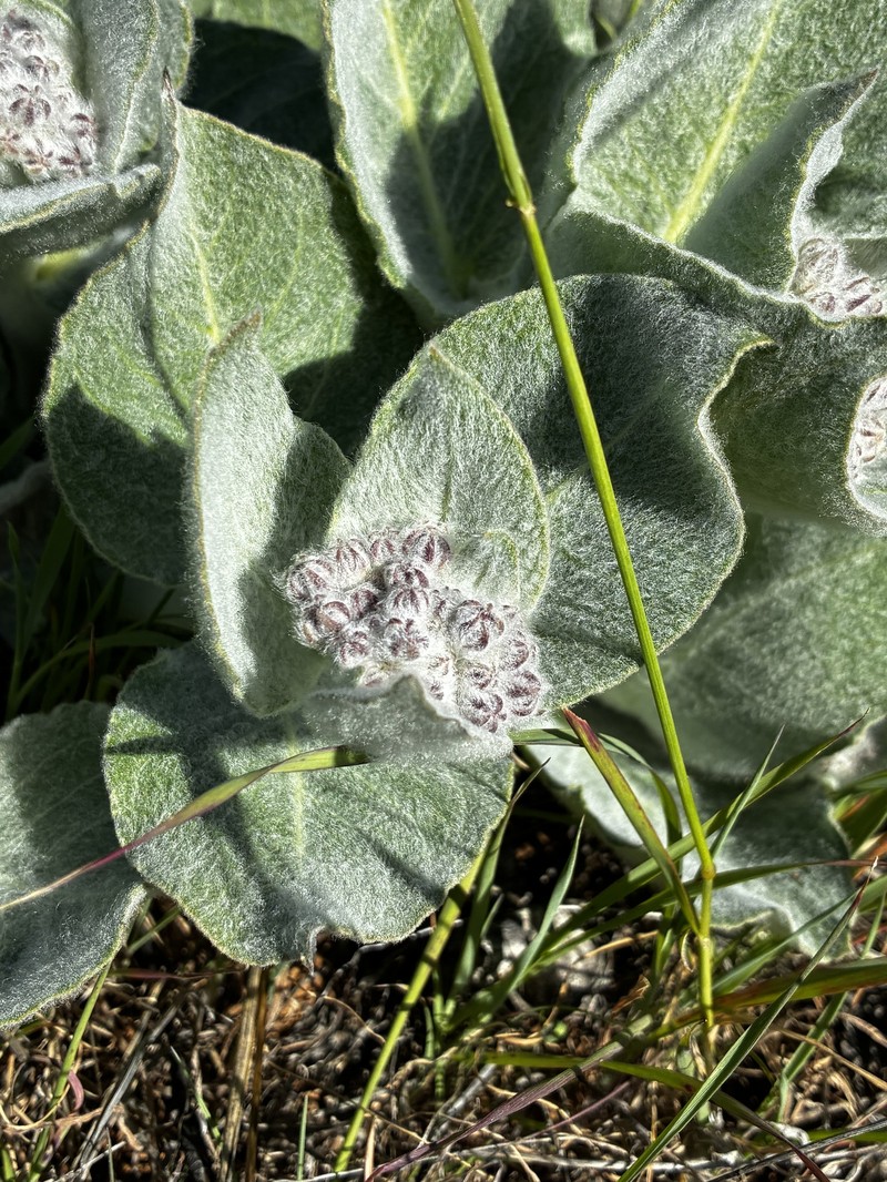 Asclepias californica subsp. greenei