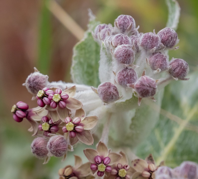 Asclepias californica subsp. greenei photo 2