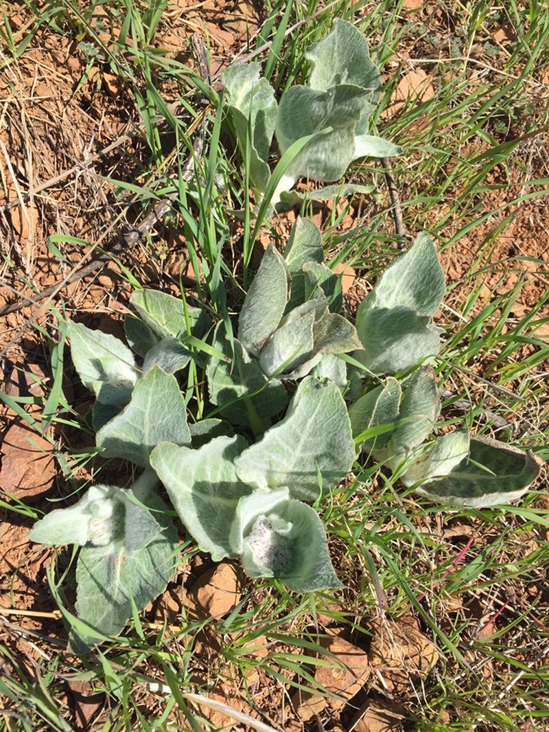 Asclepias californica subsp. greenei photo 3