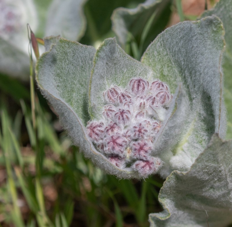 Asclepias californica subsp. greenei photo 4