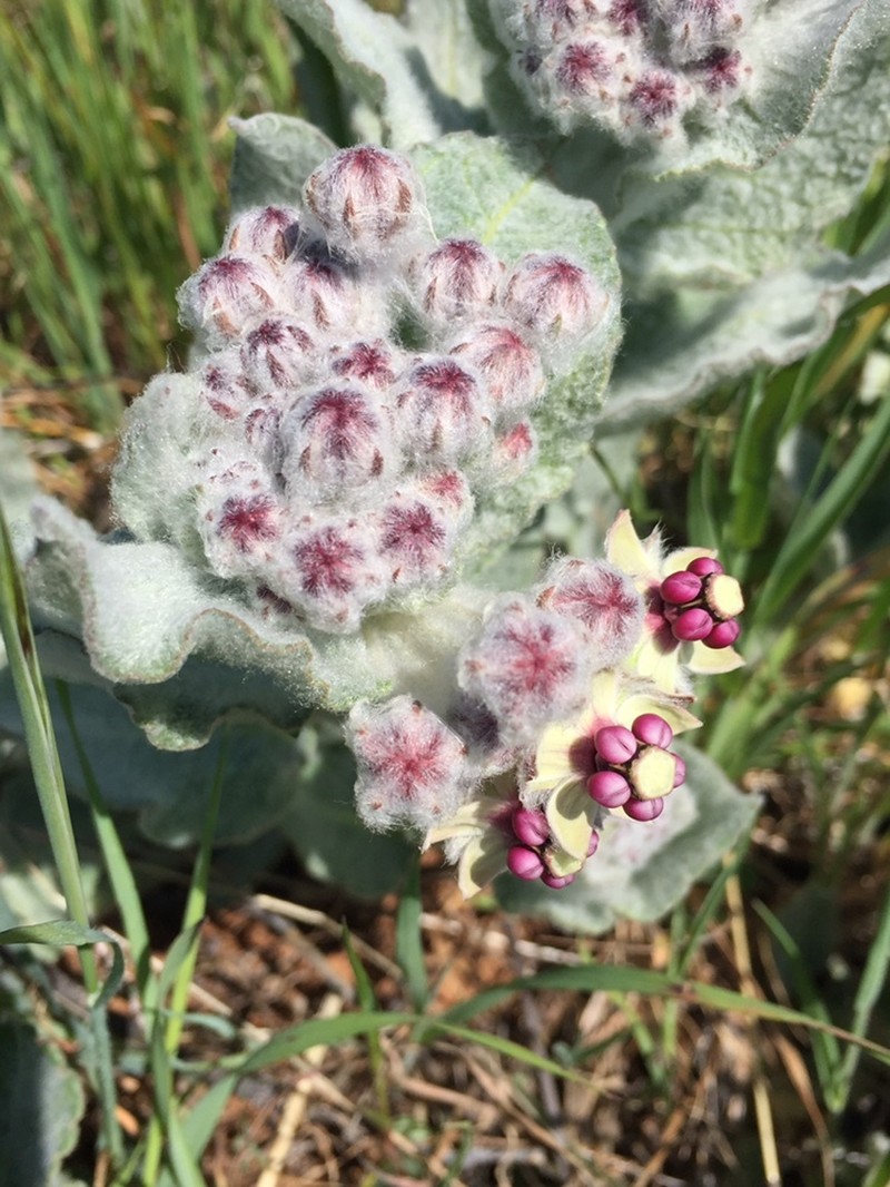 Asclepias californica subsp. greenei photo 5