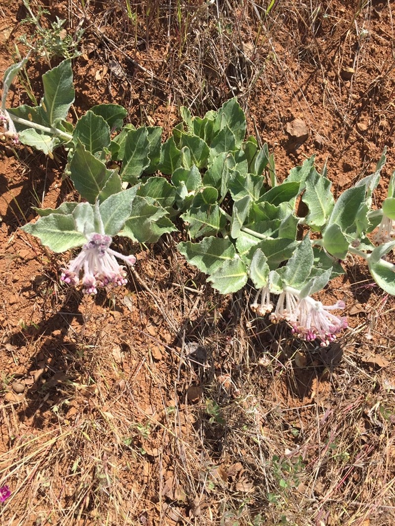 Asclepias californica subsp. greenei photo 6