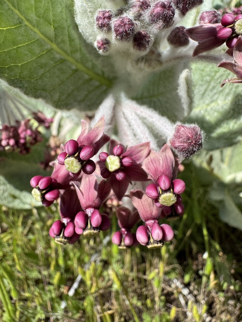 Asclepias californica subsp. greenei photo 7