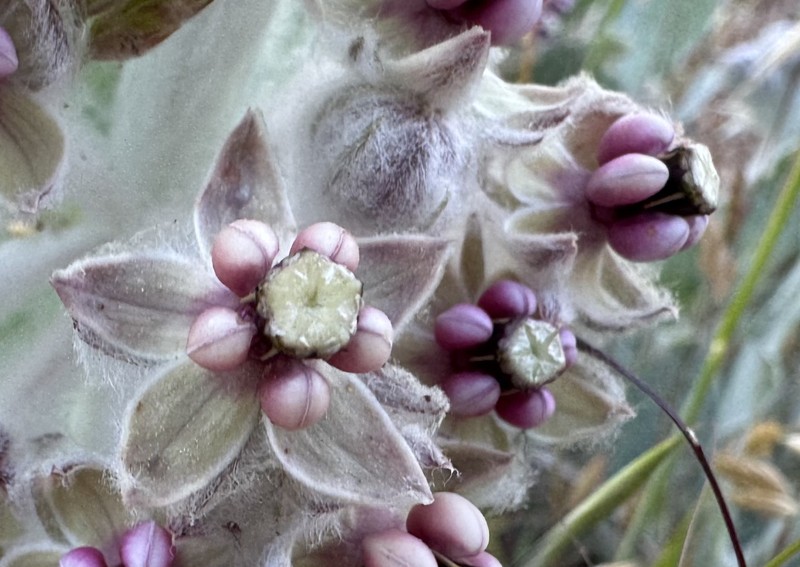 Asclepias californica subsp. greenei photo 8