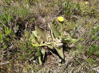 Asclepias candida