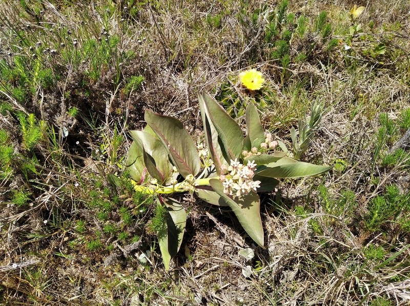 Asclepias candida