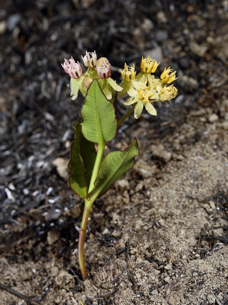 Asclepias candida photo 2