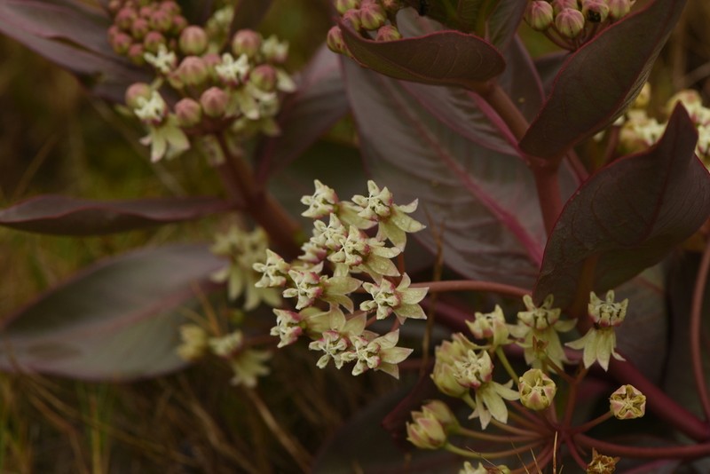 Asclepias candida photo 3