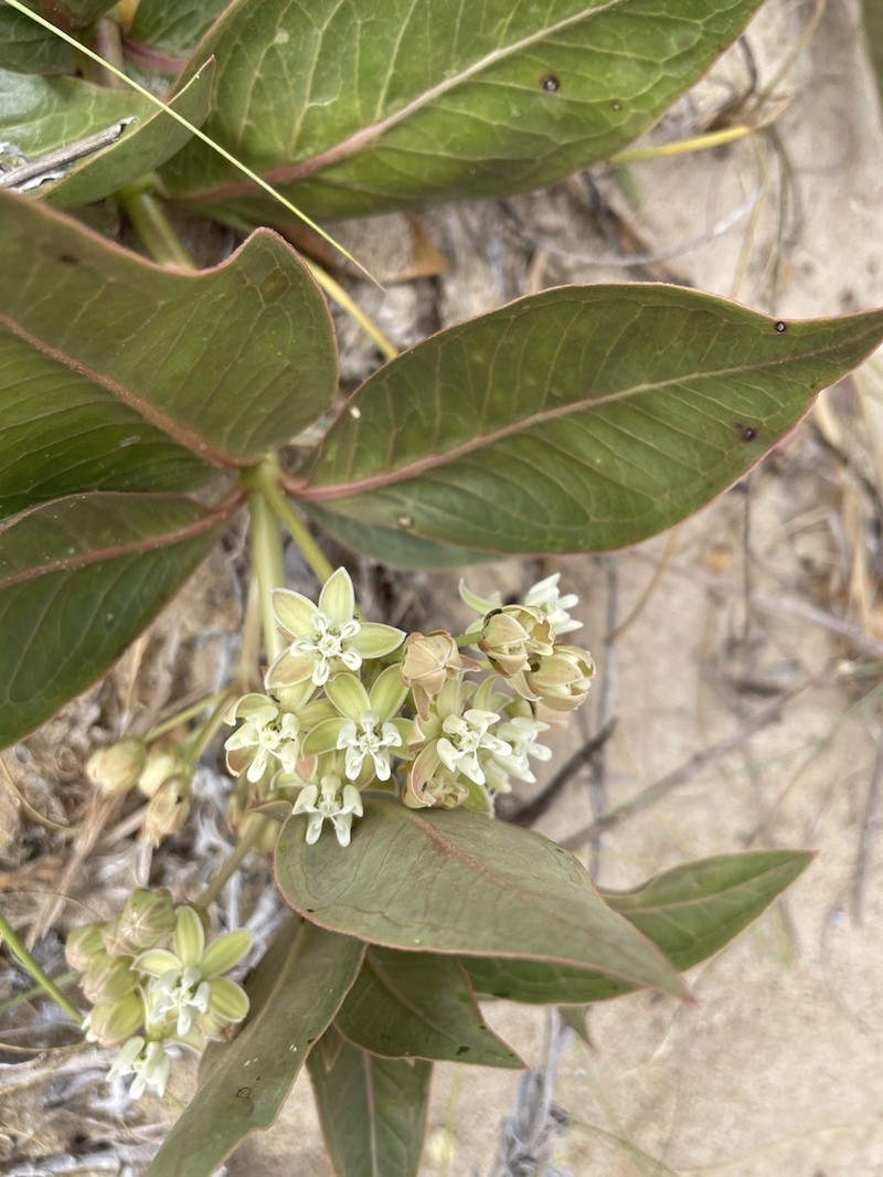 Asclepias candida photo 4