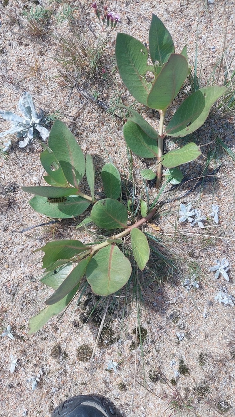 Asclepias candida photo 5