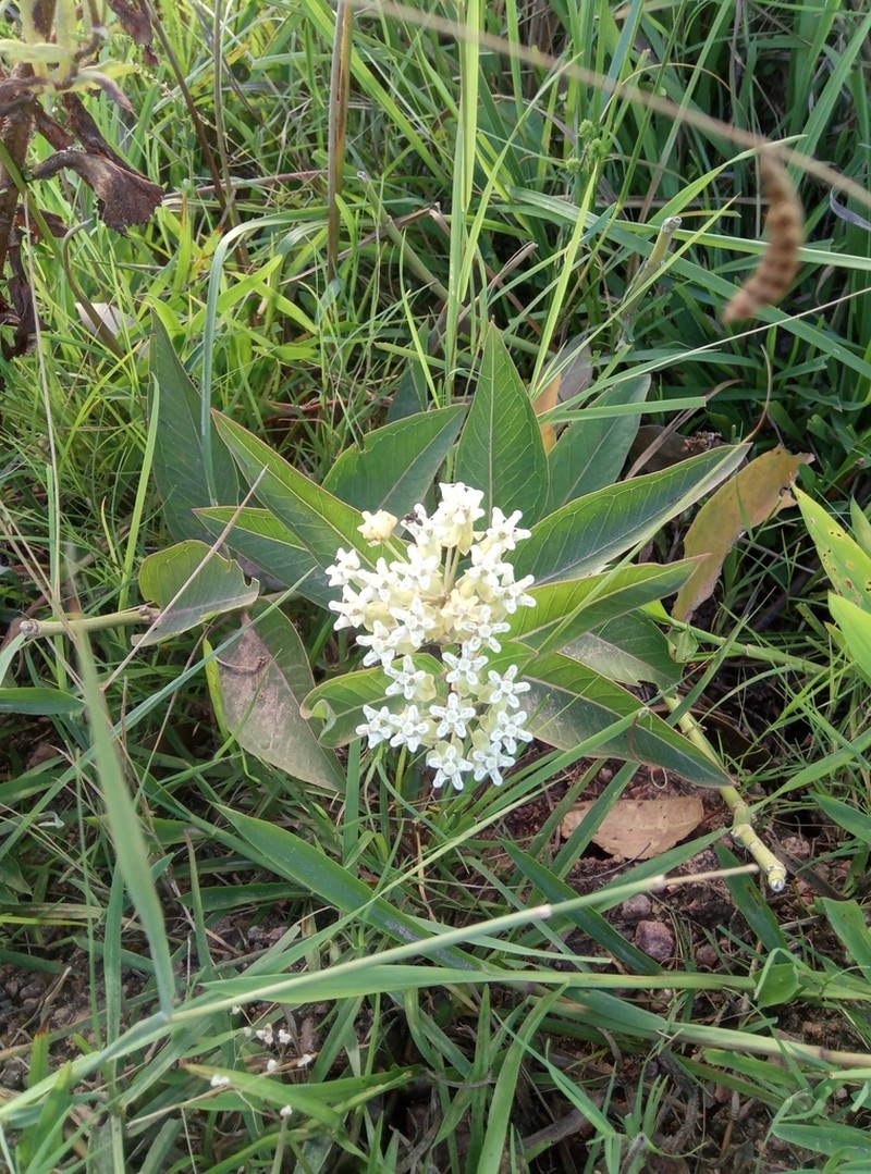 Asclepias candida photo 6