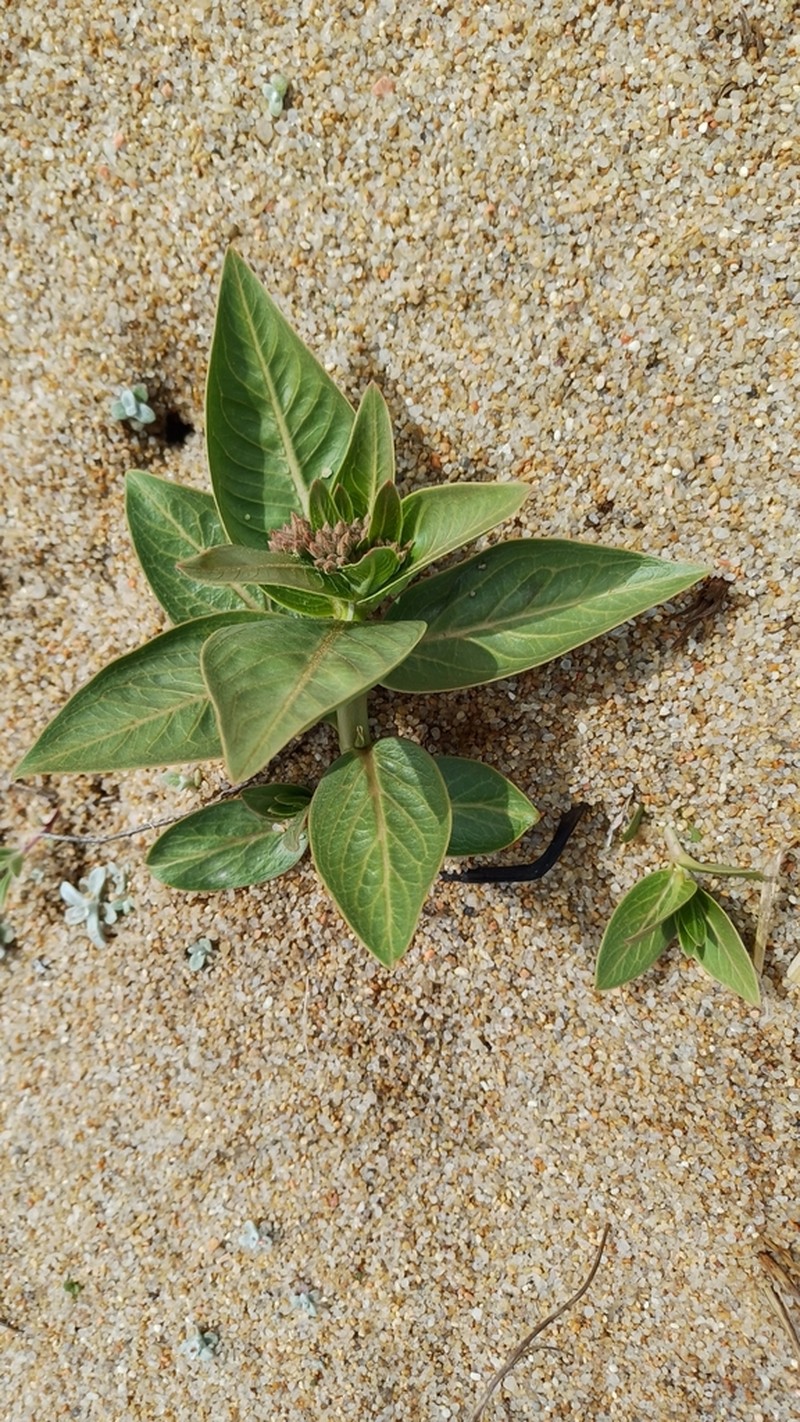 Asclepias candida photo 7