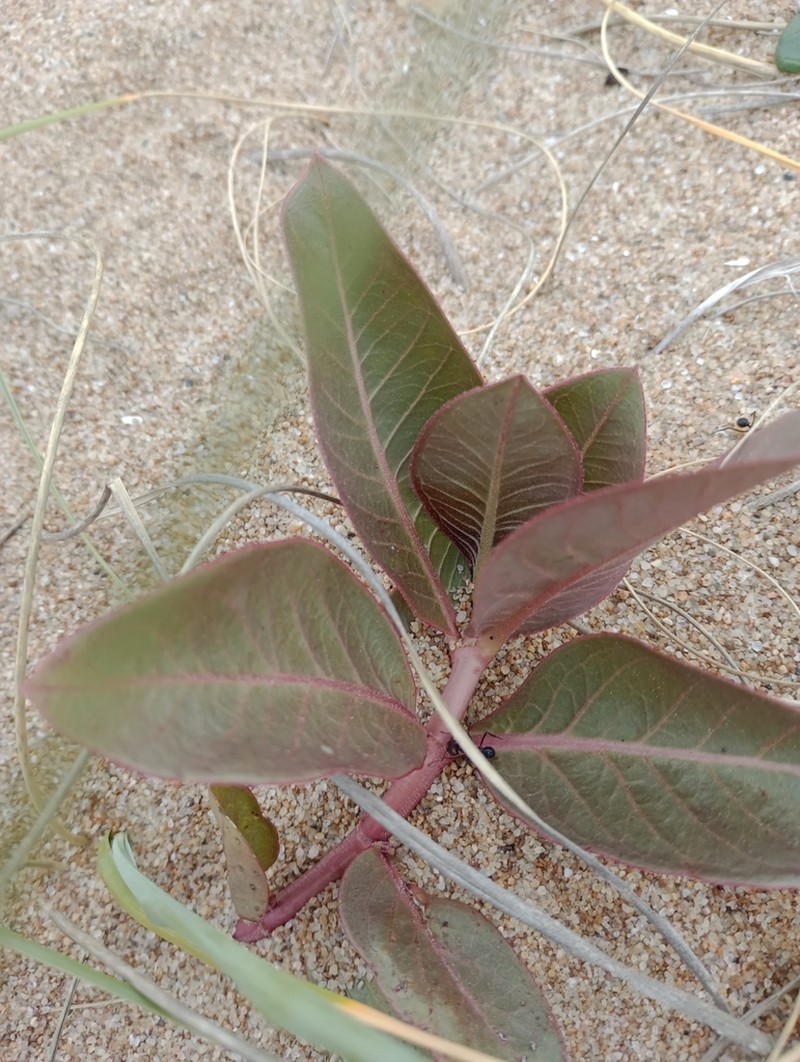 Asclepias candida photo 8