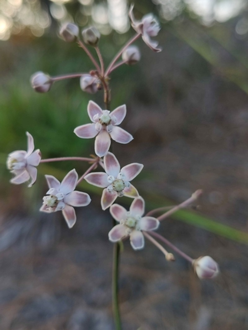 Carolina Milkweed