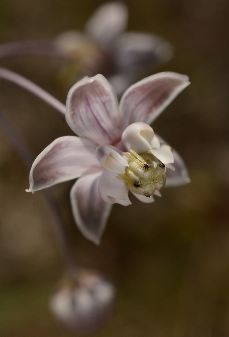 Carolina Milkweed