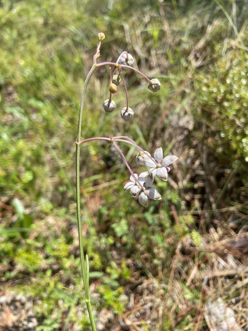 Carolina Milkweed photo 2