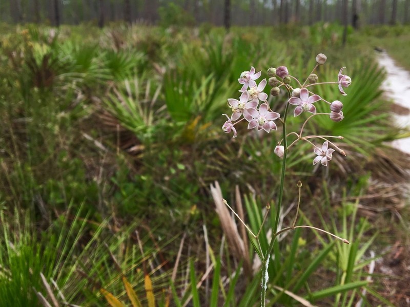 Carolina Milkweed photo 3