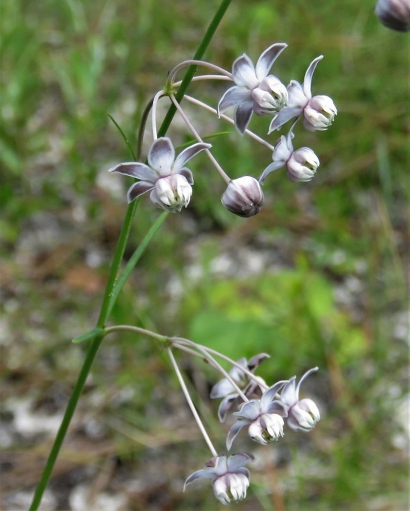 Carolina Milkweed photo 5