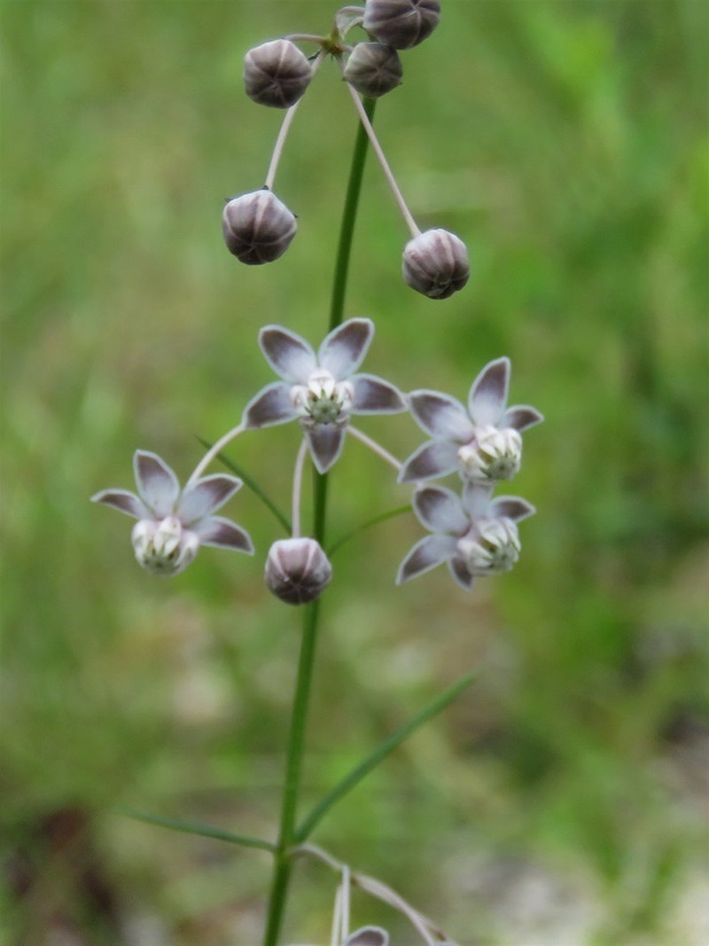 Carolina Milkweed photo 6