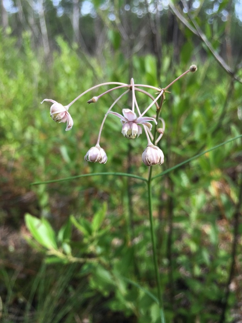 Carolina Milkweed photo 7