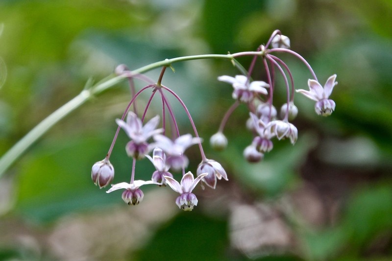 Carolina Milkweed photo 8