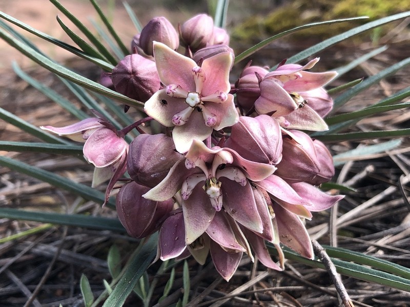 Asclepias circinalis
