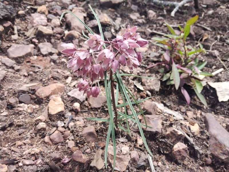 Asclepias circinalis photo 2