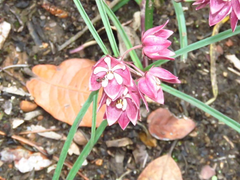 Asclepias circinalis photo 3