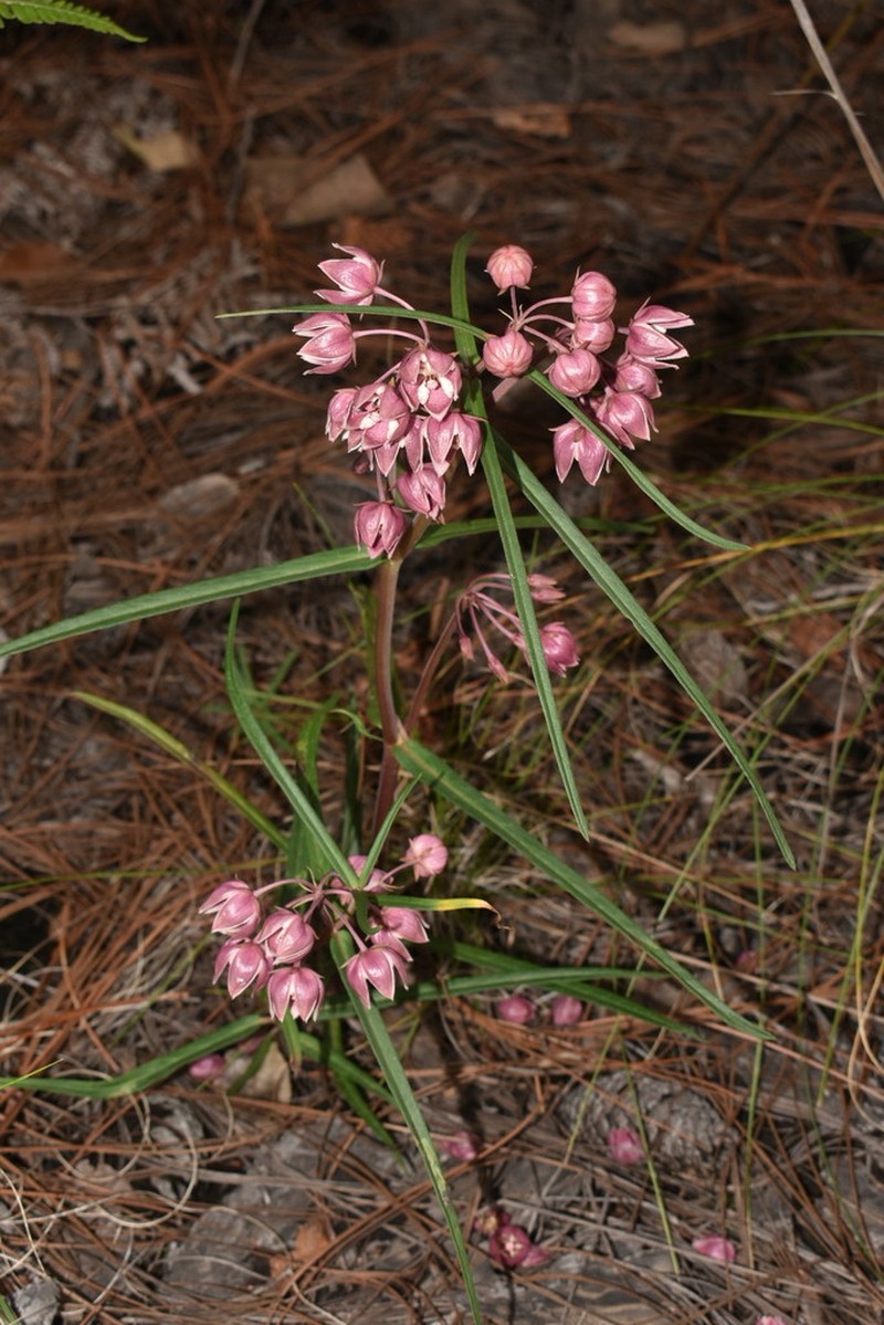 Asclepias circinalis photo 4
