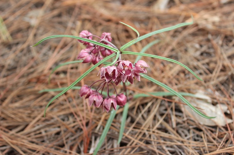 Asclepias circinalis photo 5