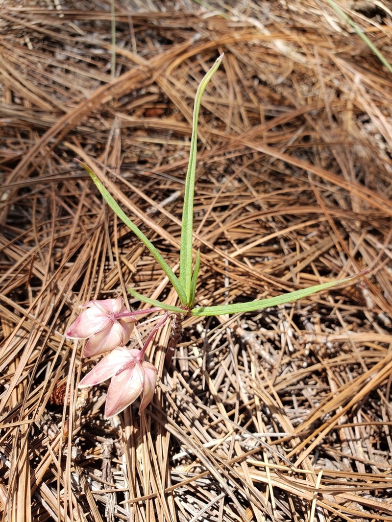 Asclepias circinalis photo 6