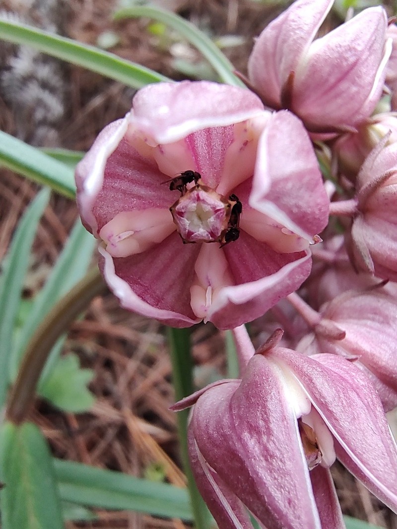 Asclepias circinalis photo 7