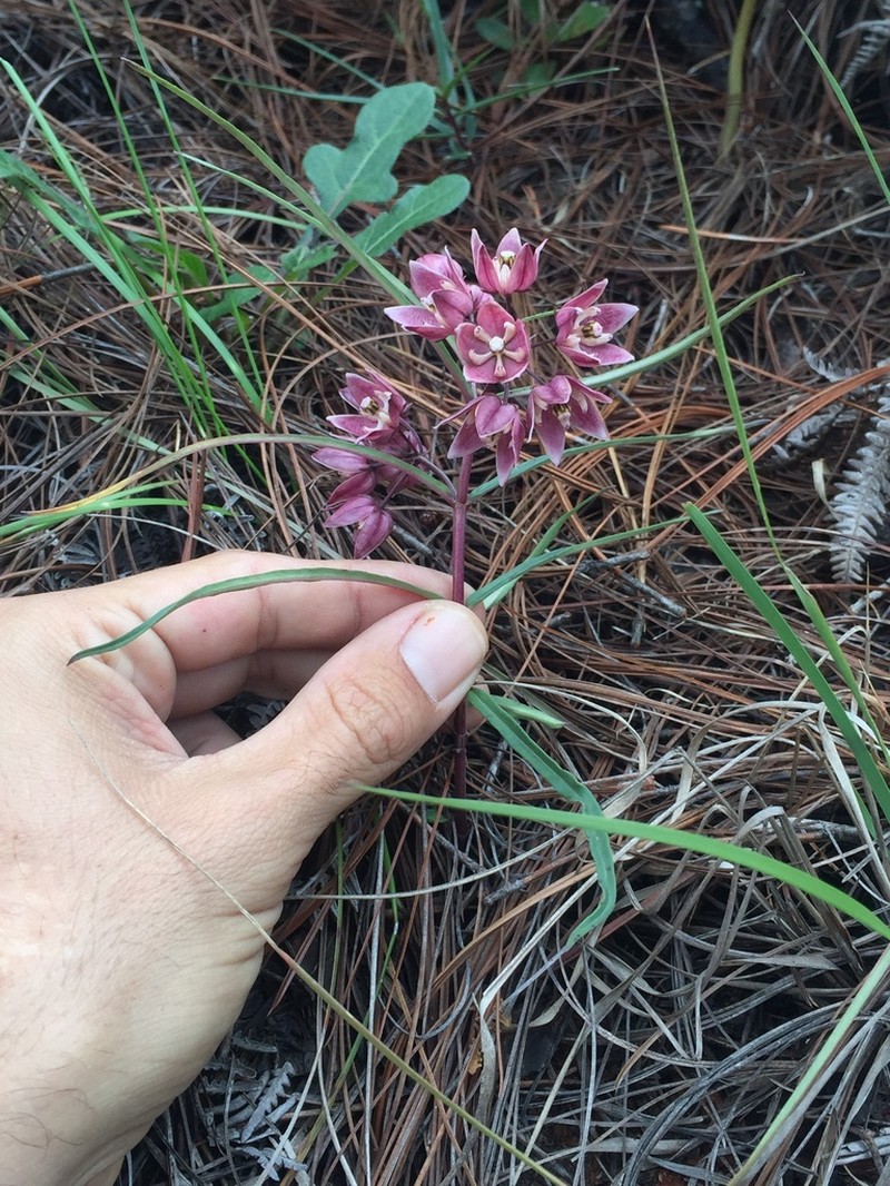 Asclepias circinalis photo 8