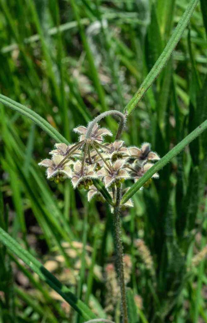 Asclepias concinna photo 3