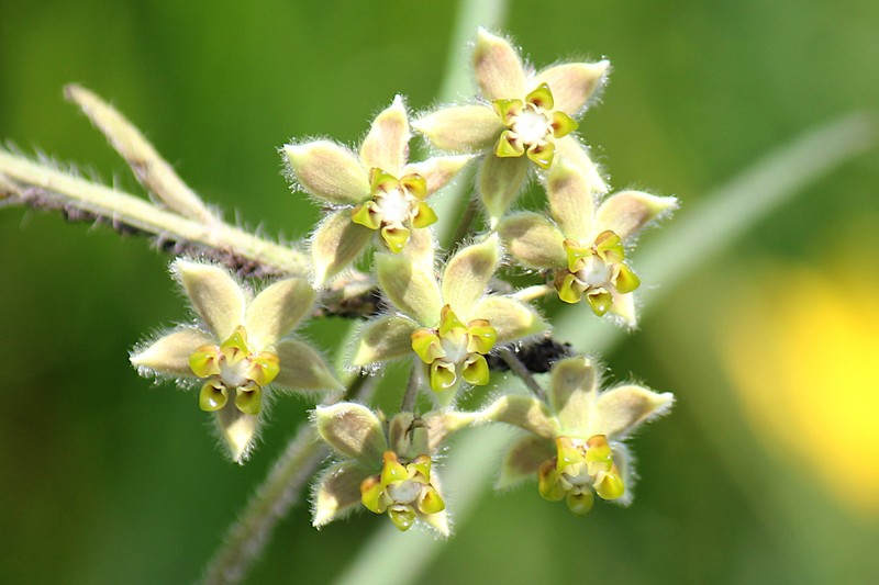 Asclepias concinna photo 4