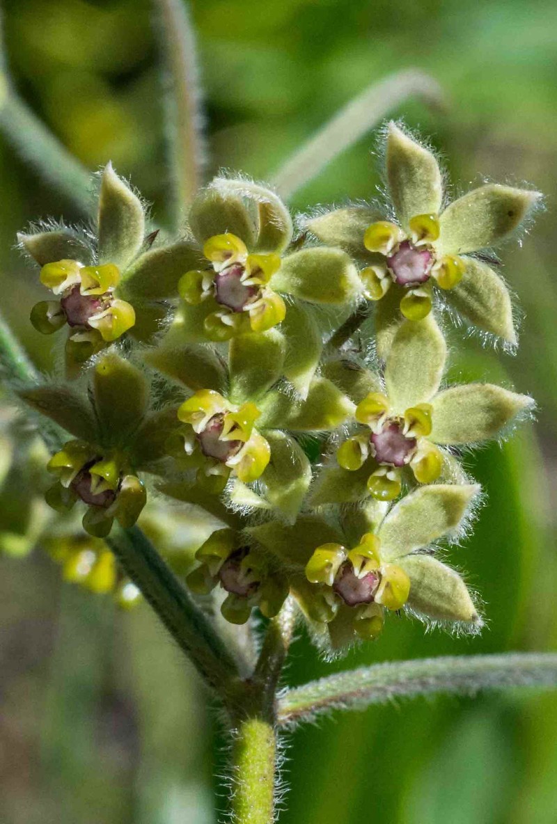 Asclepias concinna photo 7