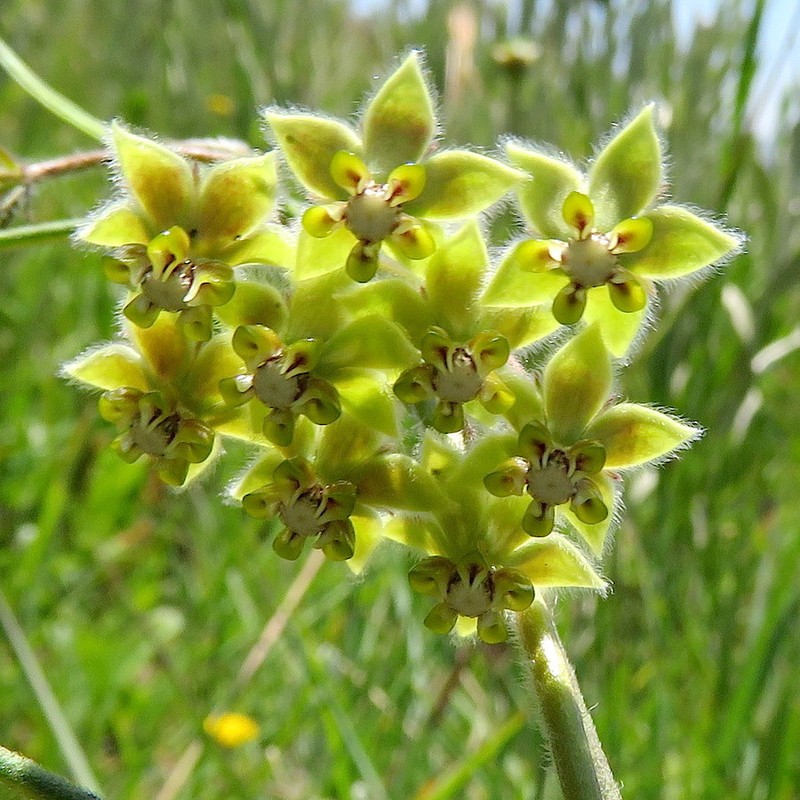 Asclepias concinna photo 8
