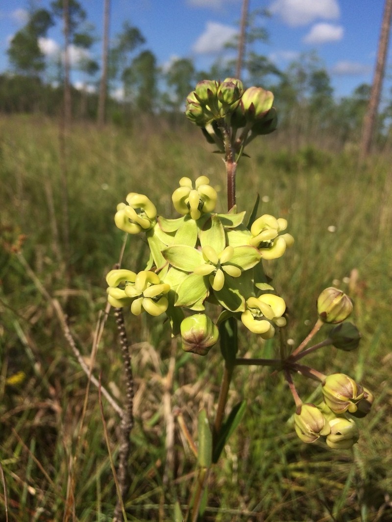 Largeflower Milkweed