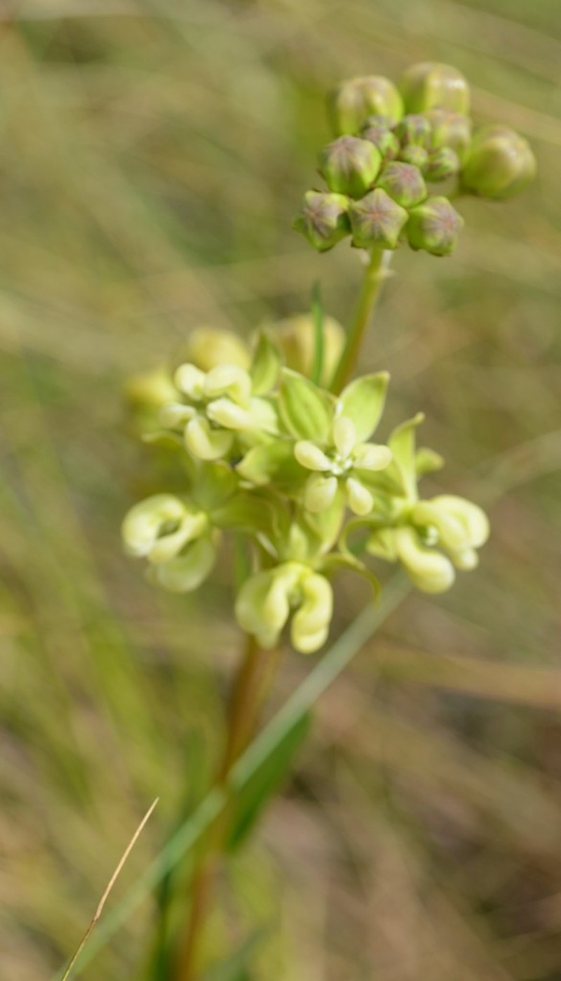 Largeflower Milkweed photo 2