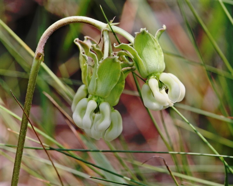 Largeflower Milkweed photo 3