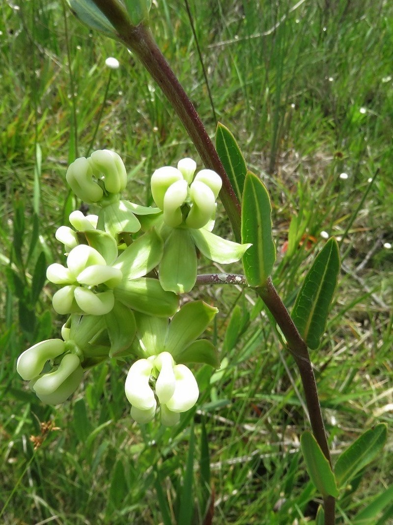 Largeflower Milkweed photo 4
