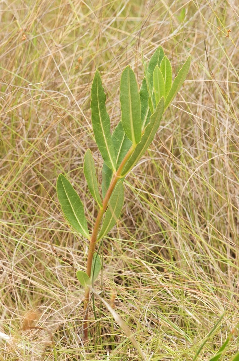 Largeflower Milkweed photo 5